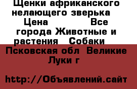 Щенки африканского нелающего зверька  › Цена ­ 35 000 - Все города Животные и растения » Собаки   . Псковская обл.,Великие Луки г.